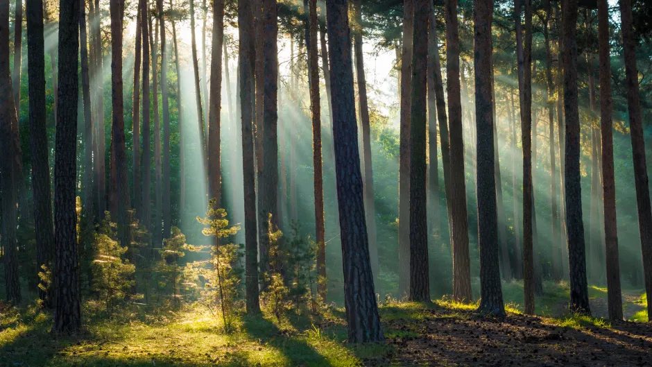 Sonnenstrahlen im Wald